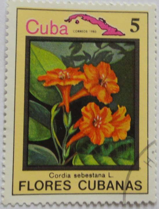 Cuba. Cordia Sebestana L. Flores Cubanas
