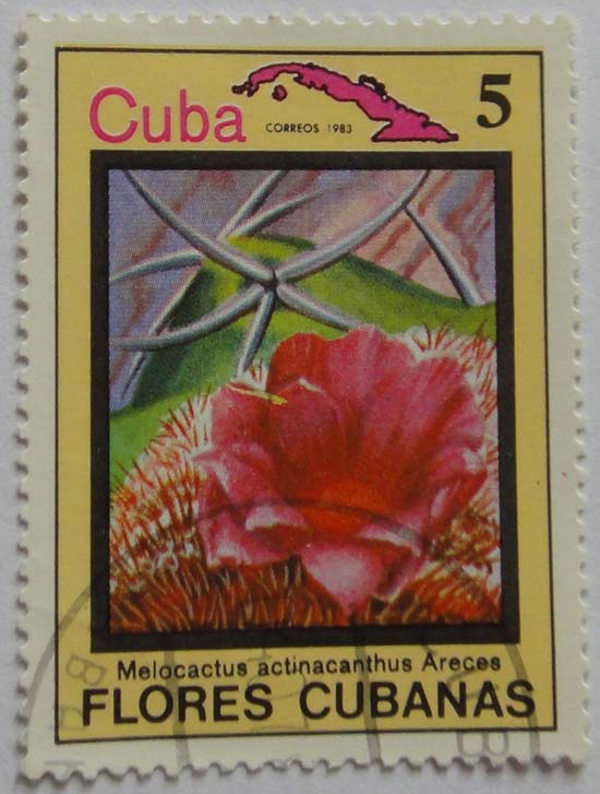 Cuba. Melocactus actinacanthus Areces