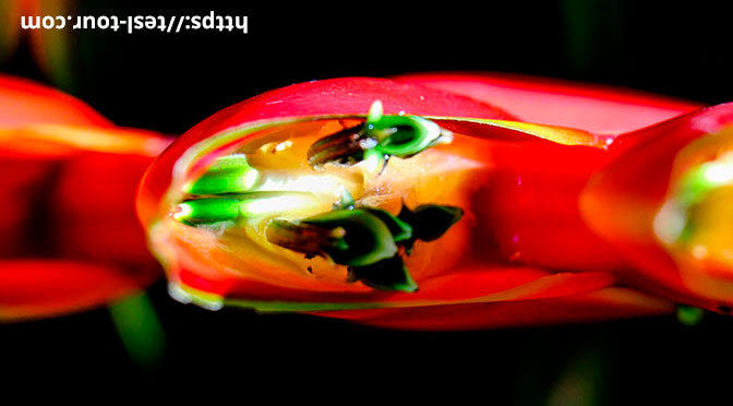 Стрелиция (Strelitzia), или растение Райская Птица (Bird of Paradise flower). Самый красивый цветок в мире!