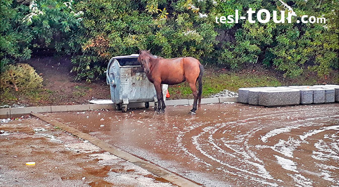 Лошади ищут еду в помойках… Самые грустные фото из Абхазии