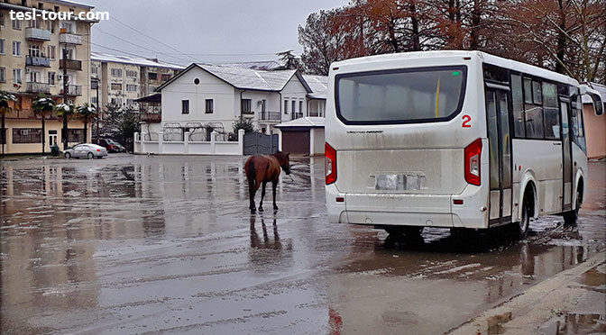 Грустный конь побрел к автобусу на площади у ж/д вокзала Гудауты