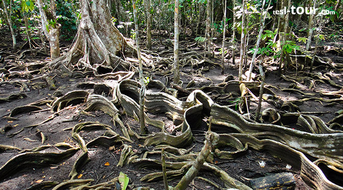 Прогулка по воздушным корням в лиано-мангровом лесу тропических джунглей