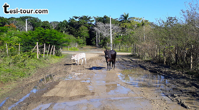 Походы вдоль заборов и через коров в Доминикане. Ходим-бродим-хайкуем-треккуем!