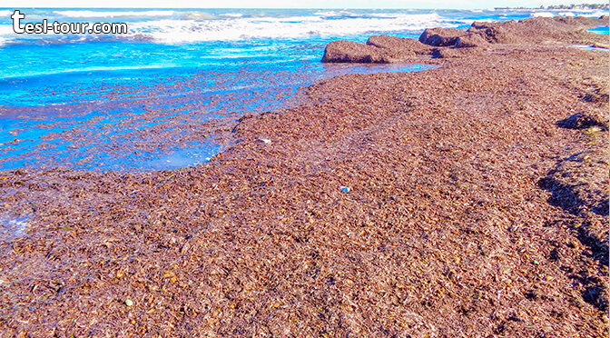 Чем опасны пляжи, покрытые водорослями? Отвечаем!