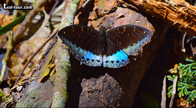 Малайзия — бабочкин фаунистический рай!