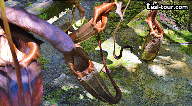 Потомок растений-динозавроедов НЕПЕНТЕС РАДЖА (Nepenthes rajah). Про самое большое плотоядное растение-хищник в мире! Флорический убийца