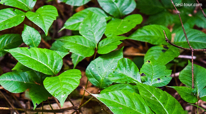 Испытали ИПРИТКУ на себе! Какие опасности таит Ипритка (Токсикодендрон) — самое страшное растение Курильских островов?