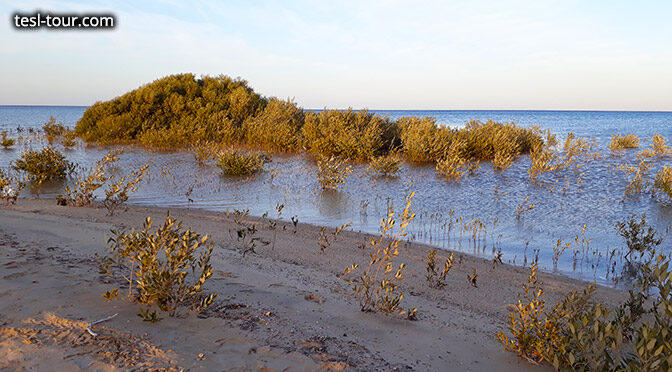 Про мангровые заросли Красного моря в Египте. Опасны ли они?