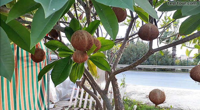 Растут ли в Турции КОКОСЫ? Собираем «турецкие кокосы» на обочине дороги