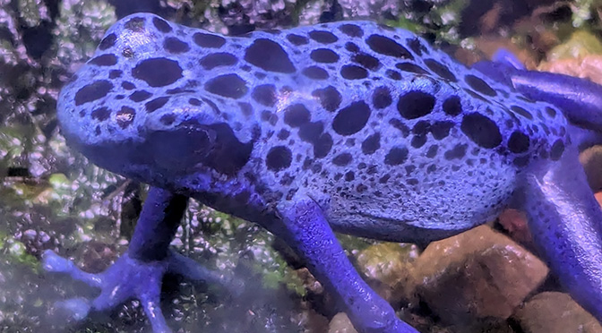 Встреча в лесу с необычной красивой лягушкой Dendrobates Tinctorius (Пятнистый Древолаз)