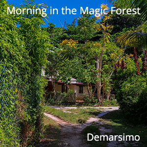 Morning in the Magic Forest